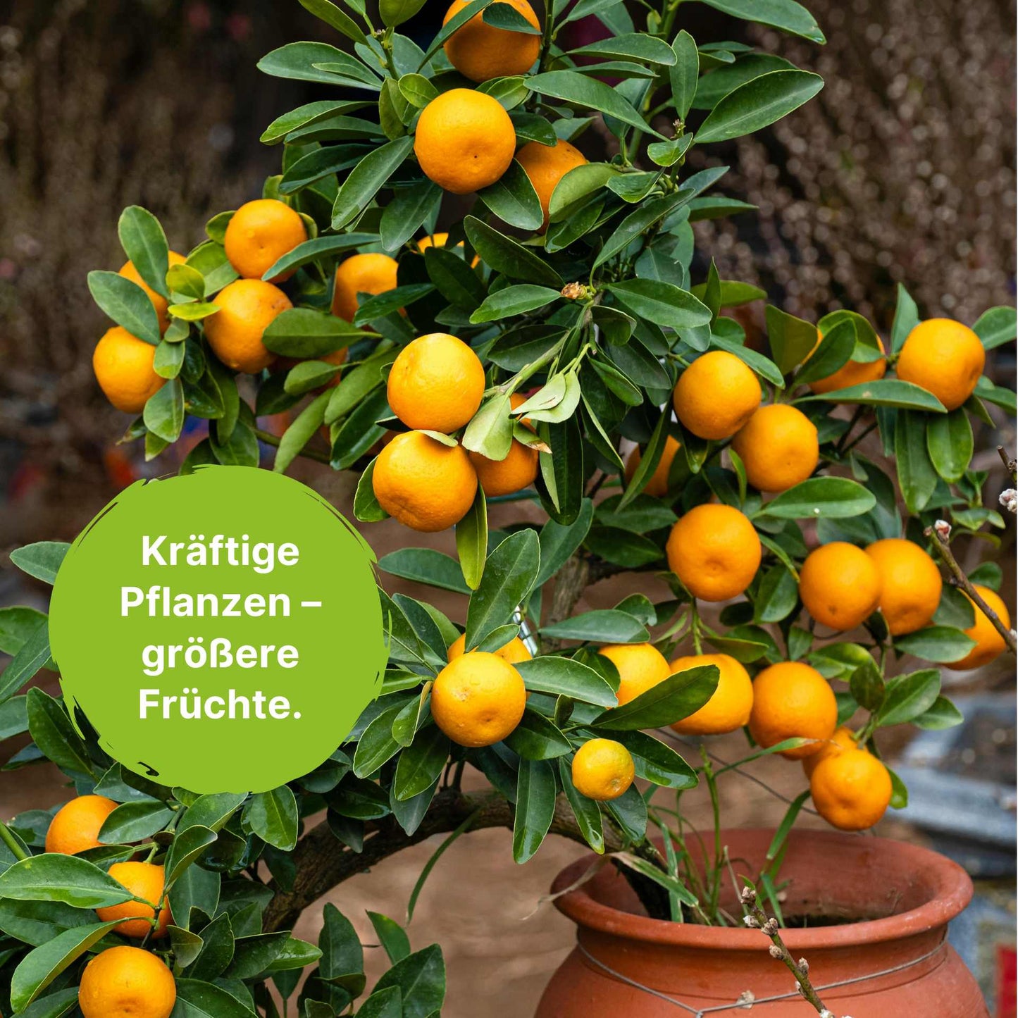 BioMyc™ Ekto Vital - Laubgehölze