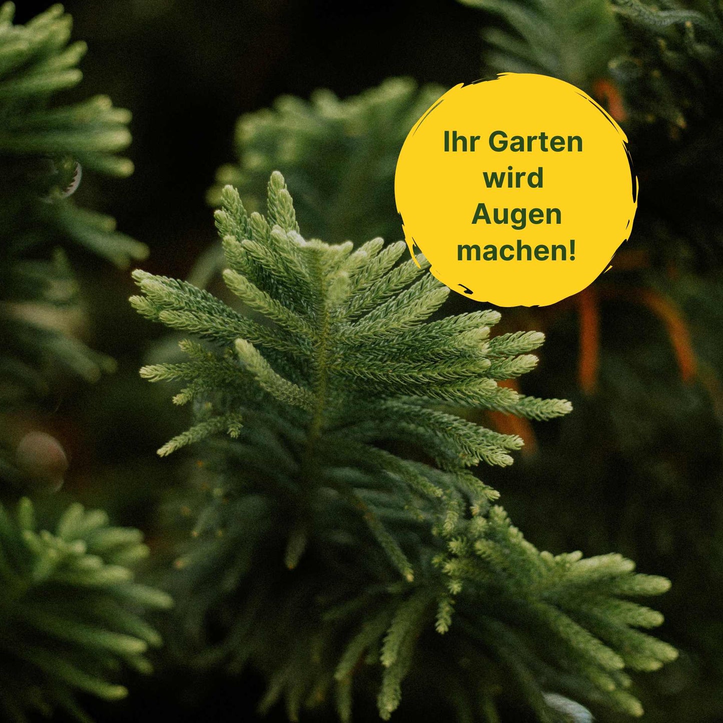 BioMyc™ Ekto Vital - Nadelgehölze