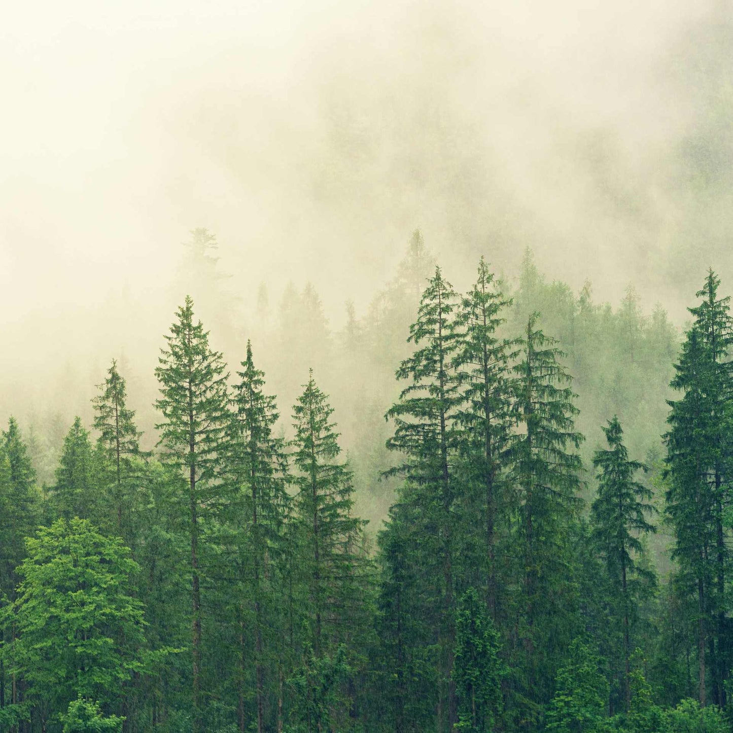 BioMyc™ Ekto Vital - Nadelgehölze