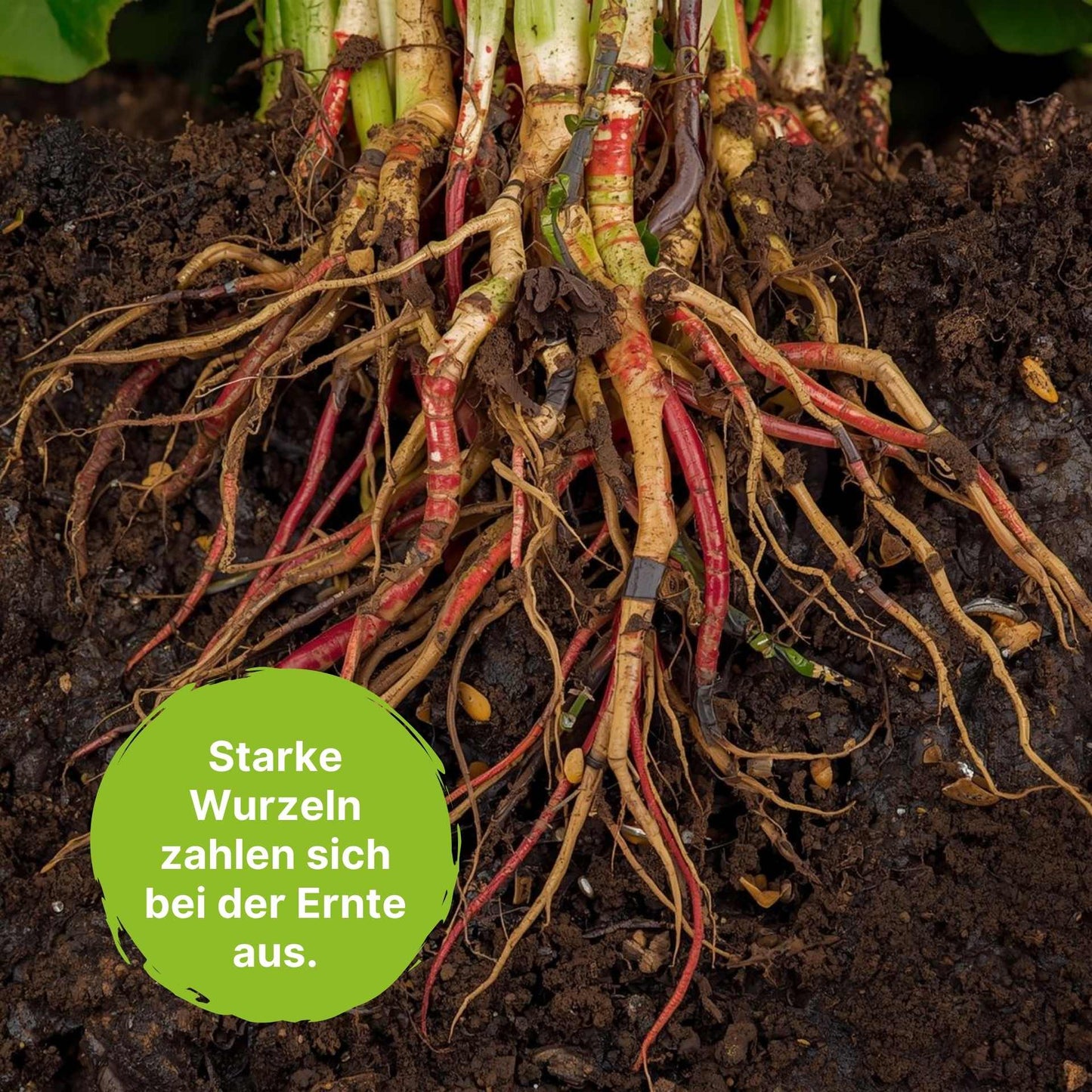 BioMyc™ Ekto Vital - Nadelgehölze